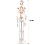 LYOU 33" Mini Half Life Size Human Skeleton Model Teaching Anatomy Skeleton Model with Removable Arms and Legs