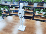 LYOU Human Skeleton Model for Anatomy 17.7" Mini Human Skeleton Model with Movable Arms and Legs