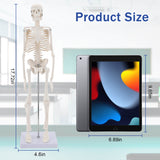 LYOU Human Skeleton Model for Anatomy 17.7" Mini Human Skeleton Model with Movable Arms and Legs