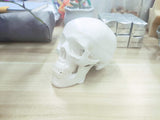 LYOU Mini Skull Model Small Size Medical Anatomical Head Bone Model for Education Teaching