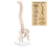 LYOU 1/2 Life Size Miniature Anatomy Spine Model 15.5