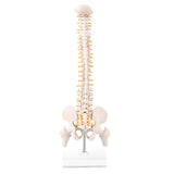 LYOU,Spine Anatomy Model ,15.5" Vertebral Column Model