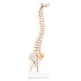 LYOU,Spine Anatomy Model ,15.5" Vertebral Column Model