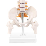 LYOU,Spine Anatomy Model ,15.5" Vertebral Column Model