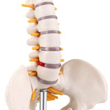 LYOU,Spine Anatomy Model ,15.5" Vertebral Column Model