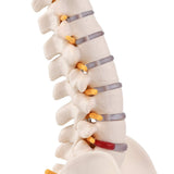 LYOU,Spine Anatomy Model ,15.5" Vertebral Column Model