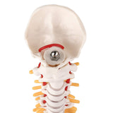 LYOU,Spine Anatomy Model ,15.5" Vertebral Column Model