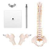 LYOU 1/2 Life Size Miniature Anatomy Spine Model 15.5" Mini Vertebral Column Model with Spinal Nerves Pelvis and Femur