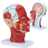 Human Half Head Superficial Neurovascular Model Anatomical Teaching Model
