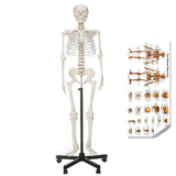 LYOU Life Size 70.8" Human Skeleton Model Medical Anatomical Skeleton Model with Chart