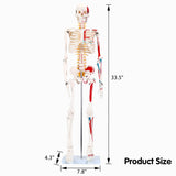 LYOU Human Skeleton Model 33.5" Anatomical Skeleton with Painted And Muscle Insertion and Origin Points