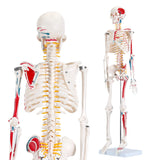 LYOU Human Skeleton Model 33.5" Anatomical Skeleton with Painted And Muscle Insertion and Origin Points