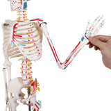 LYOU Human Skeleton Model 33.5" Anatomical Skeleton with Painted And Muscle Insertion and Origin Points