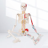 LYOU Human Skeleton Model 33.5" Anatomical Skeleton with Painted And Muscle Insertion and Origin Points