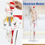 LYOU Human Skeleton Model 33.5" Anatomical Skeleton with Painted And Muscle Insertion and Origin Points