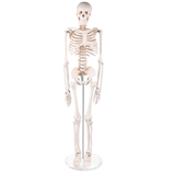 LYOU 33" Mini Half Life Size Human Skeleton Model Teaching Anatomy Skeleton Model with Removable Arms and Legs