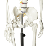 LYOU Life Size Skeleton Model
