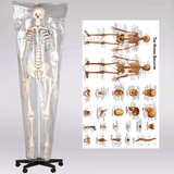 LYOU Life Size 70.8" Human Skeleton Model with Chart 
