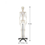 LYOU Life Size 70.8" Human Skeleton