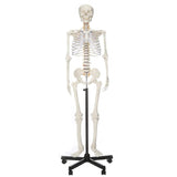 LYOU Life Size 70.8" Human Skeleton Model Medical Anatomical Skeleton Model