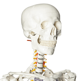 LYOU Life Size Skeleton Skull Model 