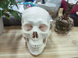 LYOU Human Skull Anatomical Model Life Size Adult Human Anatomy Head Skull Model