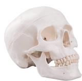 LYOU Human Skull Model Life Size 