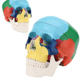 LYOU Human Colored Skull Model Life Size 3-Part Anatomical Model 