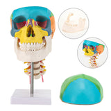 Colored Skull Model Anatomical Model with Flexible Cervical Vertebra
