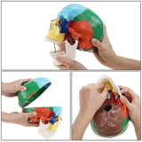 Human Colored Skull Model Life Size 3-Part Anatomical Model 