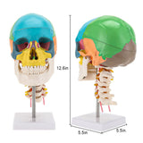 LYOU Life Size Human Colored Skull Model Anatomical Model with Flexible Cervical Vertebra size