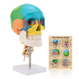 LYOU Life Size Human Colored Skull Model Anatomical Model with Flexible Cervical Vertebra