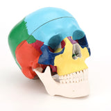 Human Colored Skull Model Life Size 3-Part Anatomical Model with Chart