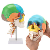 LYOU Life Size Human Colored Skull Model Anatomical Model with Flexible Cervical Vertebra