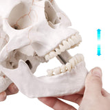 LYOU Human Skull Model Life Size 3 Part Medical Anatomical Adult Head Skull Model Color Suture Line Skull Model