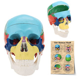 LYOU Human Colored Skull Model Life Size 3-Part Anatomical Model with Chart