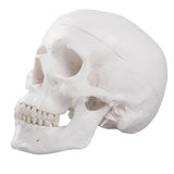 LYOU Human Skull Model Life Size Medical Anatomical Adult Skull Model