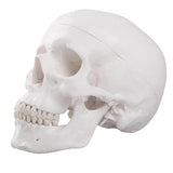 LYOU Human Skull Anatomical Model Life Size Adult Human Anatomy Head Skull Model