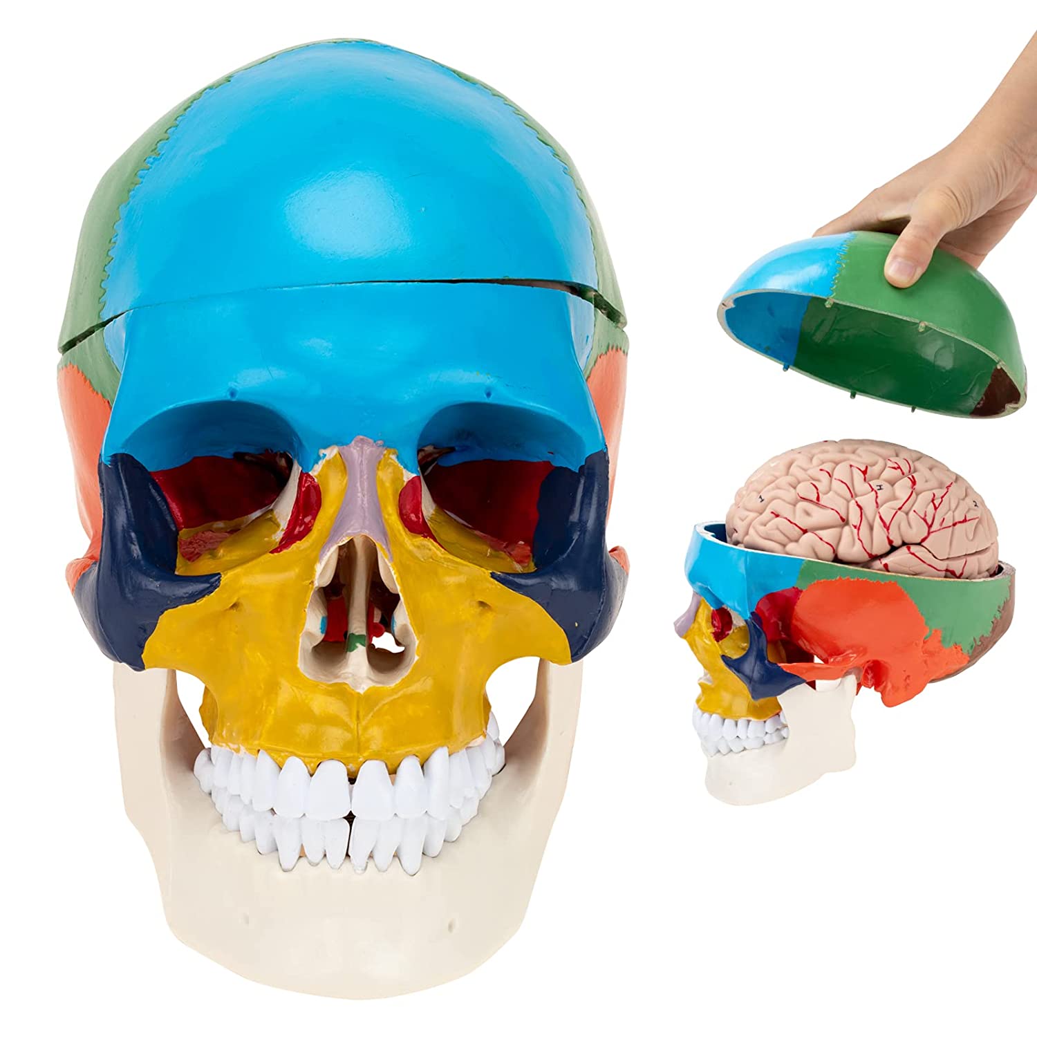 Human Skull with Brain Anatomical Model 8-Part Life-Size Anatomy for  Science Classroom Study Display Teaching Medical Model