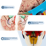 LYOU Life Size Human Colored Skull Model with Detachable Brain Model Detachable Anatomy Skull Model for Medical Teaching and School Learning