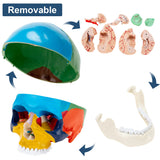 LYOU Life Size Human Colored Skull Model with Detachable Brain Model Detachable Anatomy Skull Model for Medical Teaching and School Learning