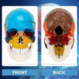 LYOU Life Size Human Colored Skull Model with Detachable Brain Model Detachable Anatomy Skull Model for Medical Teaching and School Learning