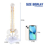 LYOU 1/2 Life Size Miniature Anatomy Spine Model 15.5" Mini Vertebral Column Model with Spinal Nerves Pelvis and Femur