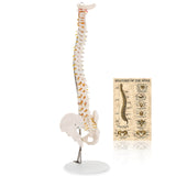 LYOU Human Flexible Spine Model 34" Life Size Spinal Cord Model Anatomical Spine Model for Dispay Teaching Studing