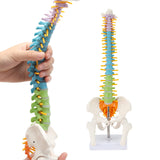 LYOU Human Spine Model 15.5 inch Colorful and Flexible Spine Anatomy Model