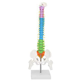 LYOU Human Spine Model 16.5 inch Colorful and Flexible Spine Anatomy Model with Spinal Nerves Intervertebral Discs Pelvis