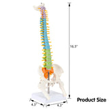 LYOU Human Spine Model 16.5 inch Colorful and Flexible Spine Anatomy Model with Spinal Nerves Intervertebral Discs Pelvis