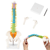  Spine Model 15.5 inch Colorful and Flexible Spine Anatomy Model