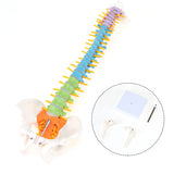 15.5 inch Colorful and Flexible Spine Anatomy Model