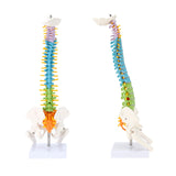 LYOU Human Spine Model 15.5 inch Colorful and Flexible Spine Anatomy Model NEW